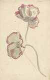 Two Studies of a Poppy