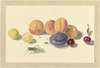 Perziken, pruimen, kersen en twee insecten, after Michiel van Huysum