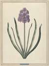 Hyacint (Charmante Violet)