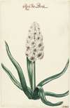 Witte hyacint
