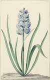 De blauwe hyacint Franciscus Primus