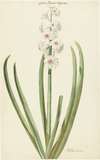 De rozewitte hyacint Gloria Florum Suprema