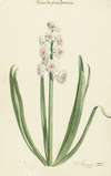 De rozewitte hyacint Kroon van Groot Brittanien