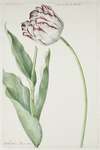 Tulip Grand Roy de France