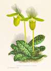 Cypripedium lawrenceanum var hyeanum