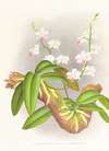 Phalaenopsis esmeralda var candidula