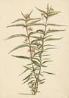 Bloeiende frederiksbloem (Asclepias curassavica)