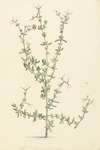 Mesembryanthemum spinosum