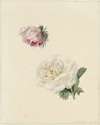 Studies van een roze en een witte roos