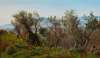 Olive Trees near Olevano