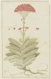 Crassula perfoliata L. (Sekelblaarplakkie)