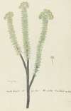 Euryops lateriflorus (L.f.) DC. (Cape gumtree)