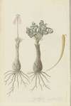 Gethyllis lanuginose Marloth [Gethyllis villosa] (Kukumakranka)