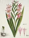 Gladiolus carneus D. Delarochev (Painted lady)