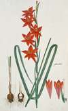 Gladiolus watsonius Thunb. (Watsonia hysterantha)