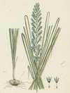 Ixia viridiflora Larn. (Turqoise ixia)