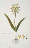 Lachenalia aloides (L.f.) Engl. var. aloides (Opal flowers)