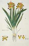 Lachenalia aloides (L.f.) Engl. var. quadricolor (Opal flower)