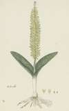 Lachenalia arbuthnotiae W.F. Barker (Hyacinth)