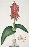 Lachenalia bulbifera (Cirillo) Engl.