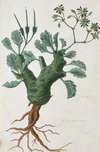 Pelargonium klinghardtense Knuth