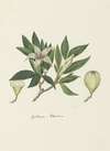 Rothmannia capensis Thunb, formerly gardenia capensis Druce (Wild Gardenia or common Rothmannia)
