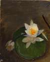 Two water lilies on a leaf