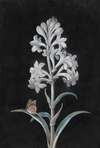 Weiße Hyacinthe