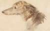 An Irish Wolfhound