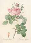 Rosa bifera Officinalis