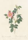 Rosa Canina Grandiflora