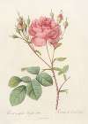Rosa Centifolia Anglica Rubra