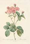 Rosa Centifolia Caryophyllea
