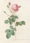 Rosa Centifolia Crenata