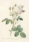 Rosa Centifolia Mutabilis
