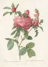 Rosa Centifolia Prolifera Foliacea