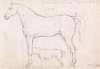 Anatomical Study of a Horse, Founded on `Eclipse’, Nov. 26, 1832