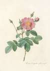 Rosa Centifolia Simplex