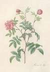 Rosa Cinnamomea Maialis