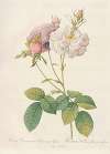 Rosa Damascena Celsiana Prolifera