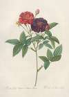Rosa Gallica Purpurea Velutina
