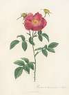 Rosa Gallica Stapeliae Flora