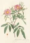 Rosa Hudsoniana Salicifolia