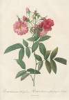 Rosa Hudsoniana Subcorymbosa