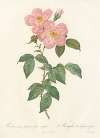 Rosa Indica Fragrans Flore Simplici