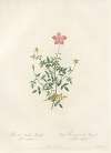 Rosa Indica Pumila (Flore Simplici)