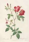 Rosa Indica; Rosier de Chine a fleurs doubles