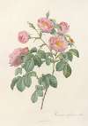 Rosa Mollissima Flore Submultiplici