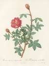 Rosa Muscosa Anemone-Flora
