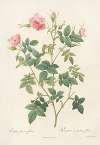 Rosa Parvi-Flora (Var. Flore Multiplici)